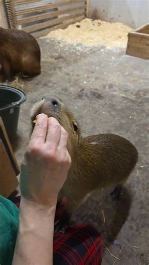 🐹 This Baby Capybara On My Lap Is Unreal Levels Of Cute 🤯🥹