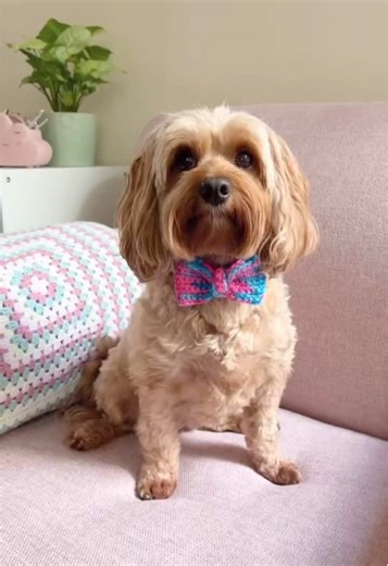 Cute Pet Bow Tie Crochet Pattern for Accessories