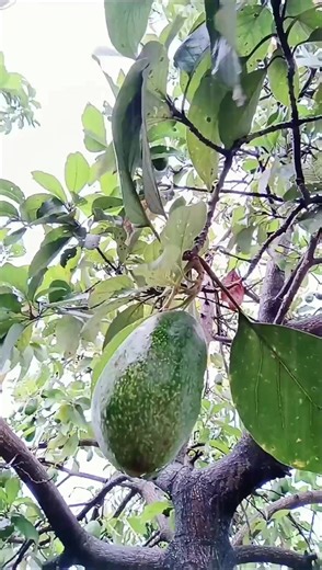 Growing Avocado Trees in Your Backyard