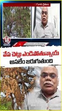 Neem Trees Are Withering Effect Of Dieback Disease | V6 News