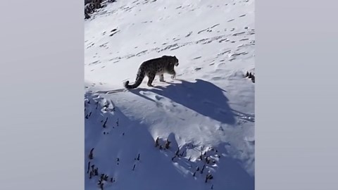 Magnificent snow leopard stalks prey through mountain kingdom