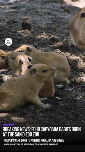 SDtoday on Instagram: "Four capybara babies were born at the San Diego Zoo on July 23, 2023. The pups were born to second-time mother Rosalina and first-time dad Bowie. #SDtoday // 📸: San Diego Zoo Wildlife Alliance #Zoo #SanDiegoZoo #BreakingNews #Capybaras #Capybara #Caybaralove #babycapybara"