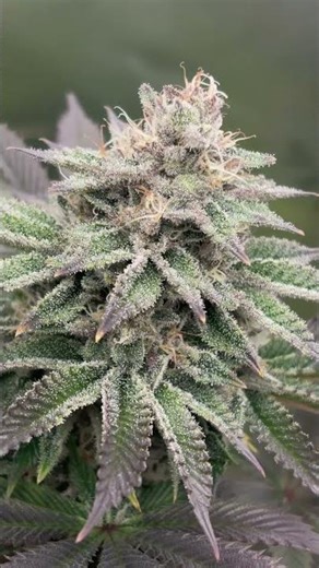 Day 42 Flower | Garden Update #shorts