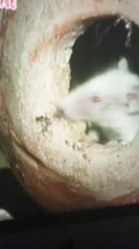 babyfirst safari scrapbook mouse