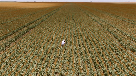 Protecting our food supply starts with grain protection. With the growing challenge of food security, protecting stored grain from pests is more critical than ever. Find out how you can protect your harvest by using K-Obiol® EC Combi within a chemistry rotation strategy to maintain the quality of your grain. | Envu Australia and New Zealand