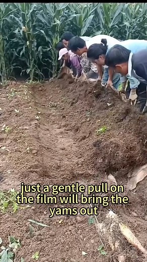 Traditional Wisdom Modern Wit: Horizontal Yam Cultivation – Doubled Efficiency, No Breakage#plantingtips #gardeningtips #agriculture | Dave • From Seedling