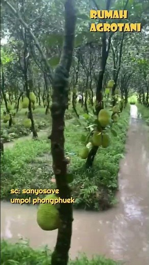 This is How Modern Thai Farming Works on Marginal Land