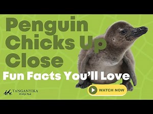 Penguin Chicks 101: Fascinating Facts Revealed by Keeper Sydney