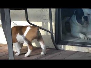 001 BULLY AMERICAN BULLDOG PUPS
