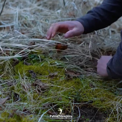 Survival Treehouse Built from Scratch in the Forest #bushcraft #survivallife #forestlife | Keishaie
