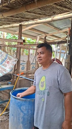 sow calling #backyardfarming #pigfarming