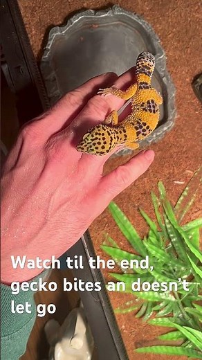 Hand feeding a leopard gecko, getting bit in the process