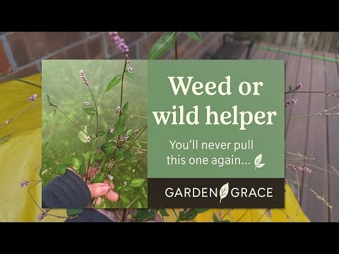 Weed or Wild Helper? The Truth About Smartweed 🌿 (Lady’s Thumb Explained)