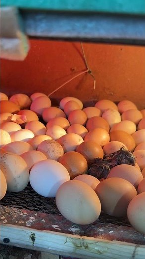 First egg hatched out of 200 eggs