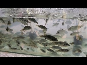 Secrets of fish faming in uganda exposed,