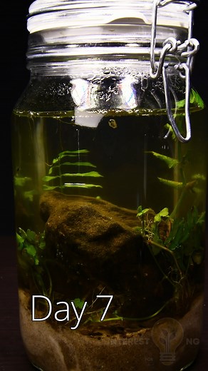 99K views · 886 reactions | Amazing Timelapse: Bees Hatching, Underwater Ecosphere and Burros Tail | Interesting as FCK | Facebook