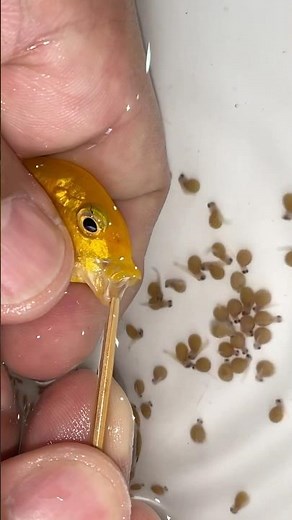 You Won’t Believe This! Malawi Fish Release Babies From Their Mouth (Natural Process Explained)