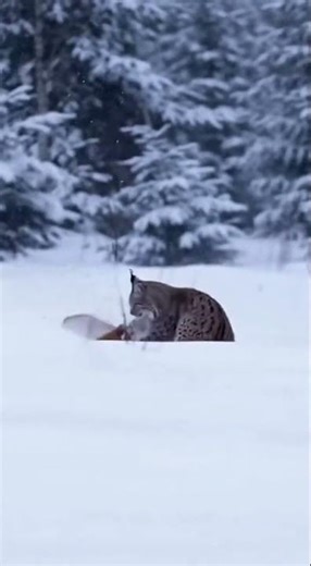 Lynx vs Fox Snowy Forest Clash