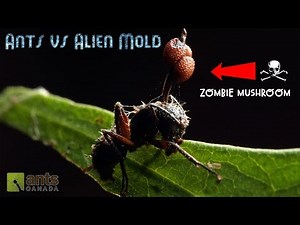 Ants vs. Alien Mold