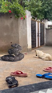 326K views · 968 reactions | Big snack and god python | Mr.Tatiwal experiments | Facebook