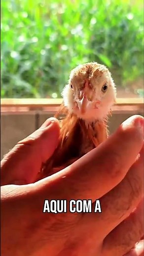 Chickens that lay BLUE and GREEN eggs? Check out these rare genetics!