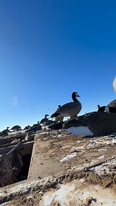 3.7K reactions · 11 shares | Someone’s excited! 郎  @johnbrunelli #waterfowlhunting #goosehunting #guidelife #countrylife #guideservice #coloradooutdoors #duckhunting | Platte Basin Outdoors | Facebook