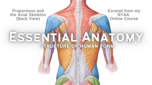 Proportions and the Axial Skeleton (Back View) - Excerpt from my NYAA Course