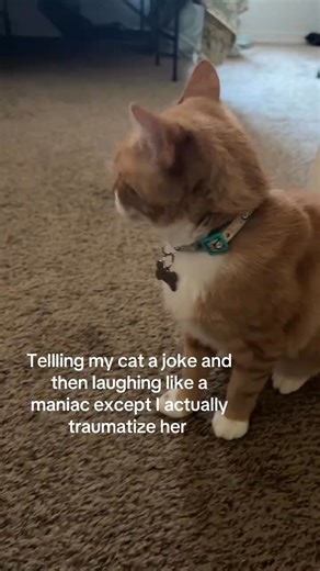 Tellling my cat a joke and then laughing like a maniac except I actually traumatize her | Brian Anthony