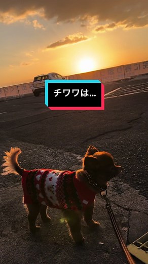 チワワの魅力と特徴
