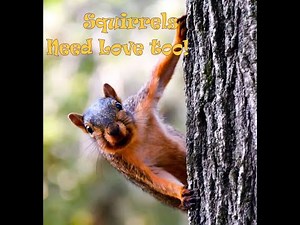 Squirrel Mating Calls, Squirrels Need Love Too!
