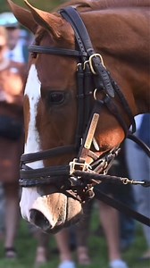 Congratulations to Carl Spackler and his team on their impressive victory in the Coolmore Turf Mile at @keeneland yesterday! 🏇🏾⭐️ Owned by e 5 Racing, trained by Chad Brown, with Tyler Gaffalione in the saddle, Carl Spackler took the lead early and never looked back. He's a true competitor (a big hitter ⛳️ ) and we can't wait to see him in the @BreedersCup Mile later this year! Also exciting: his dam, Zindaya, welcomed a foal by Uncle Mo this year and has been bred to Justify! #coolmoreturfmil