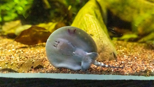 Meet the Greensboro Science Center's new stingray pup!