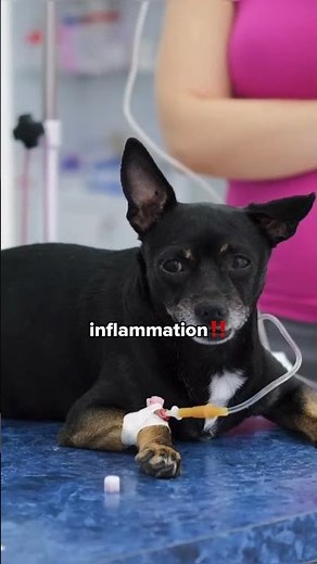 CAN CERENIA FOR DOGS HELP YOUR VOMITING DOG?