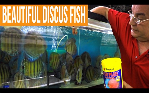 Shop: https://wattleydiscus.com/ Wild selection https://wattleydiscus.com/product-category/fish/wild-discus-for-sale-from-the-amazon/ Instatram: https://www.instagram.com/jack_wattley_discus Facebook: https://www.facebook.com/WattleyDiscus/ Jack Wattley Discus 6944 NE 4th Avenue Miami, FL 33138 Tel: (305) 758-7848 info@wattleydiscus.com https://wattleydiscus.com | Jack Wattley Discus