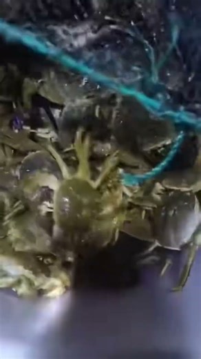 Fishing in China: Tradition or Exploitation?