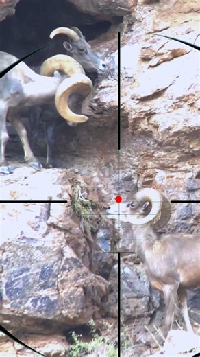 Ibex Hunting | Caccia allo stambecco | Steenbokjacht