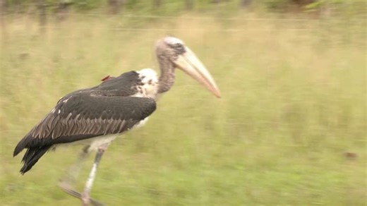 Cambodia helps save endangered storks with captive-bred chicks