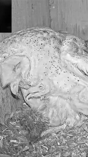 🤍 Gentle Feeding for Growing Owls