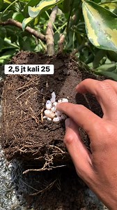 24K views · 4.5K reactions | Panen terussss螺螺 #eggs #eggincubator #reptilelover #reptile #eggs | Dapur Satwa | Facebook