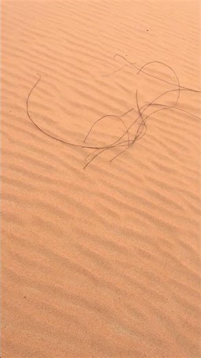 Desert Plant Root Systems: How Plants Survive in Extreme Arid Environments #drylandecology #plants