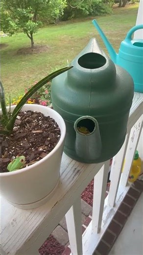 Canned Frog #tinymoments #natureshorts #calmvibes #unexpected cute #simplemoments #jokes y