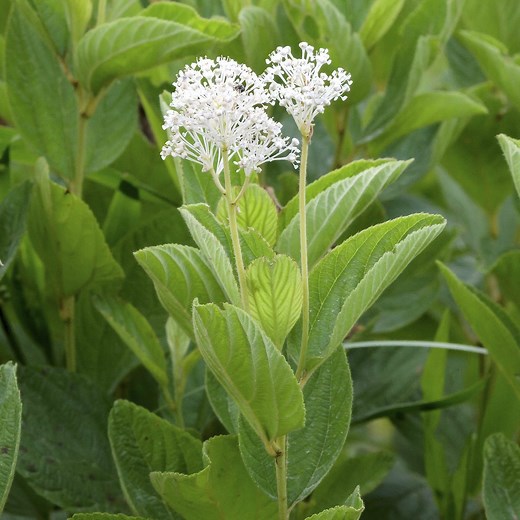 17 Blooming Bushes That Attract Butterflies