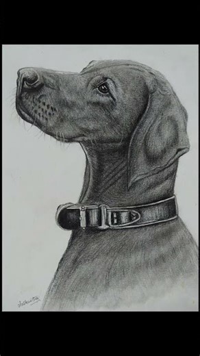 Cute Dog Drawing | Realistic Art #animalart #pencilart #shorts