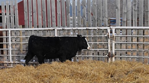 57 - SBSF 5N Heifer 2026.mp4