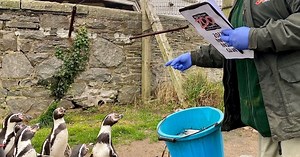 Headcount of animals at Welsh Mountain Zoo unearths a surprise
