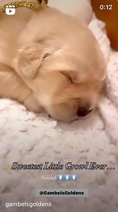 ✨Turn Sound 🆙 to hear the Sweetest “Purr/Growl ever from our New Year’s Pup last year! Mr. Jingles -Jazz and Boots) #gambelsgoldens #goldenretrieverslovex #goldenretriverworld #goldenretrieverpuppy #goldenretrievers #foryourpagereels #Facebookdog #goldenretrieverpuppy #goldenretrievertoday | Gambel's Goldens