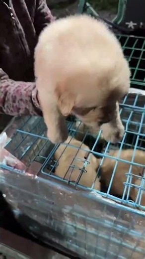 Fluffy White Puppy and Black Puppy Close-Up at the Dog Market 🐶