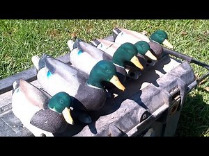 How to Flock Mallard Drake Decoys