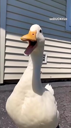 بطه كيوت|اصحى يابطوطه|تربية الطيور|بطه بتتكلم|البطه الرقصه|البطه المضحكه😅😅