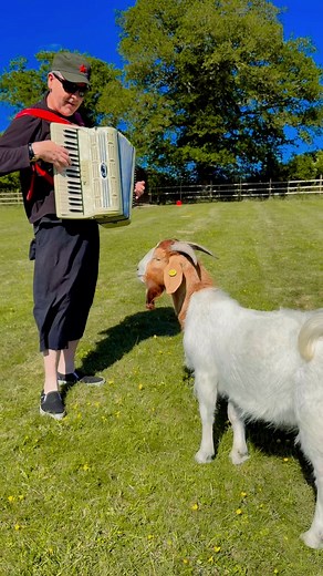 Relaxing Goat Nibbling Grass Will Relax You #asmr | Dr K Boogie Woogie